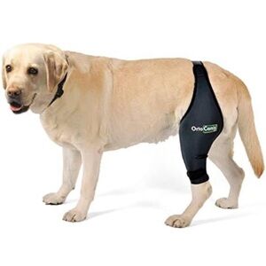 Dog Knee Brace for ACL or Patella injury Med Right Leg